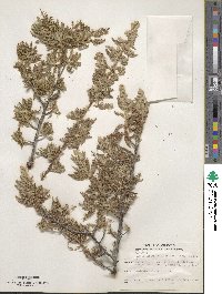 Chamaebatiaria millefolium image