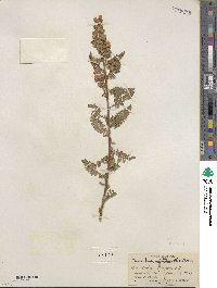 Chamaebatiaria millefolium image