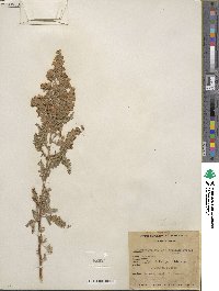 Chamaebatiaria millefolium image