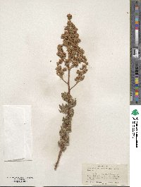 Chamaebatiaria millefolium image