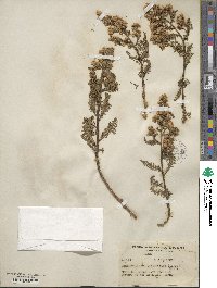 Chamaebatiaria millefolium image