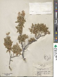 Chamaebatiaria millefolium image