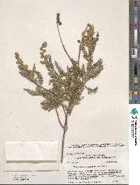 Chamaebatiaria millefolium image