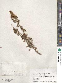 Chamaebatiaria millefolium image