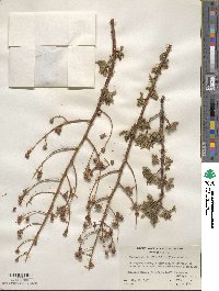 Chamaebatiaria millefolium image