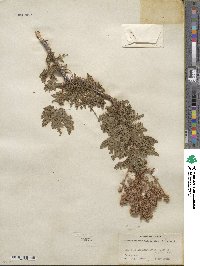 Chamaebatiaria millefolium image