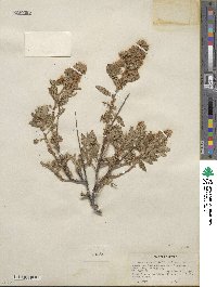 Chamaebatiaria millefolium image