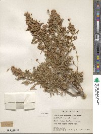 Chamaebatiaria millefolium image