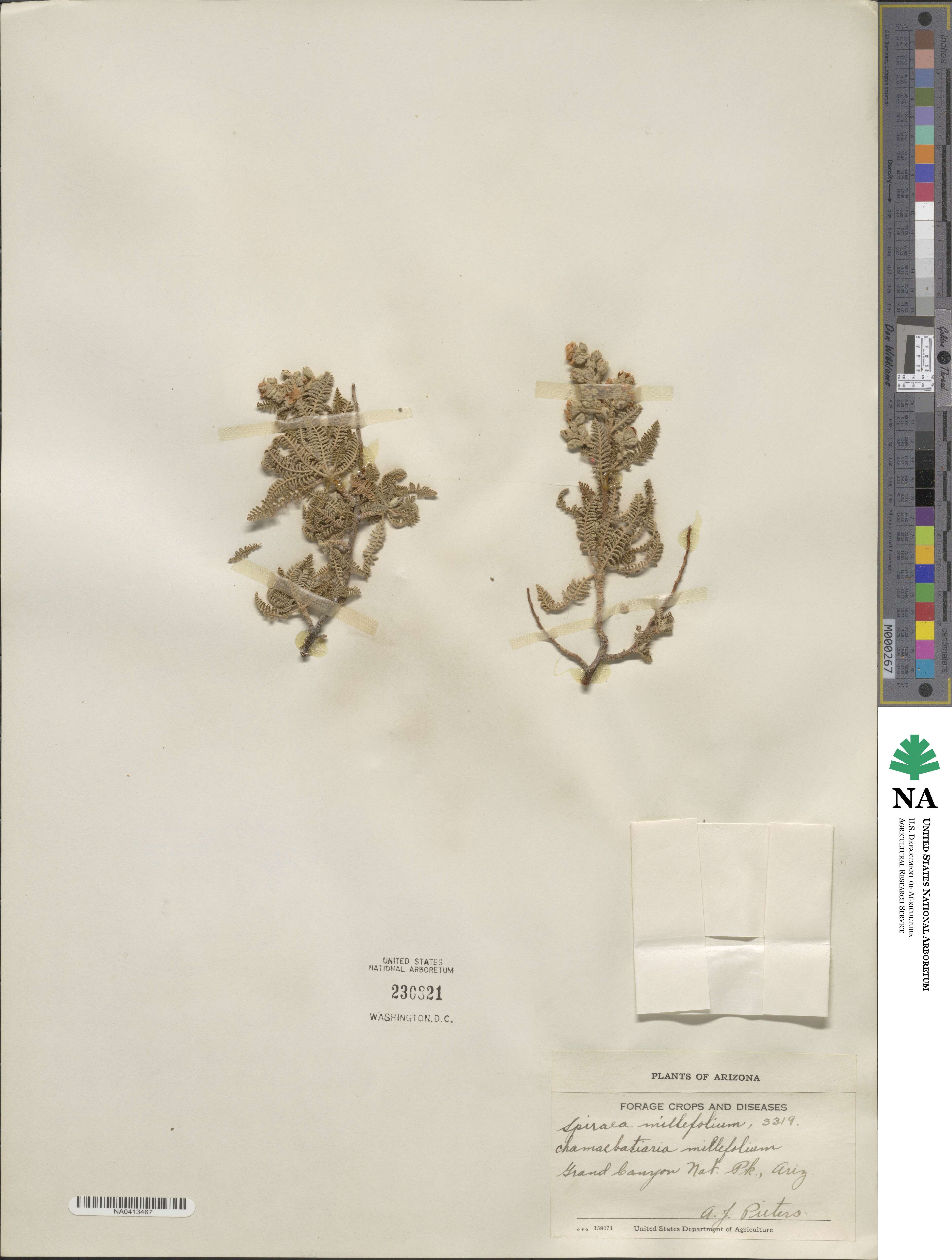 Chamaebatiaria millefolium image