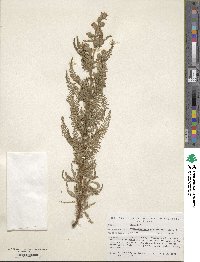 Chamaebatiaria millefolium image