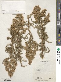 Chamaebatiaria millefolium image