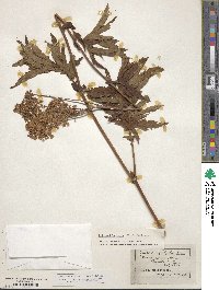 Filipendula rubra image