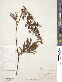 Filipendula rubra image