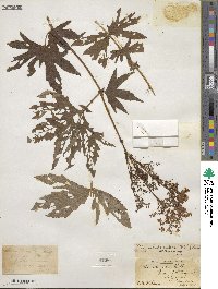 Filipendula rubra image