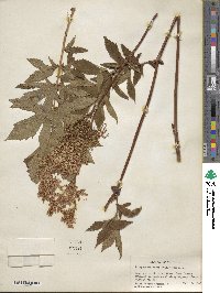 Filipendula rubra image