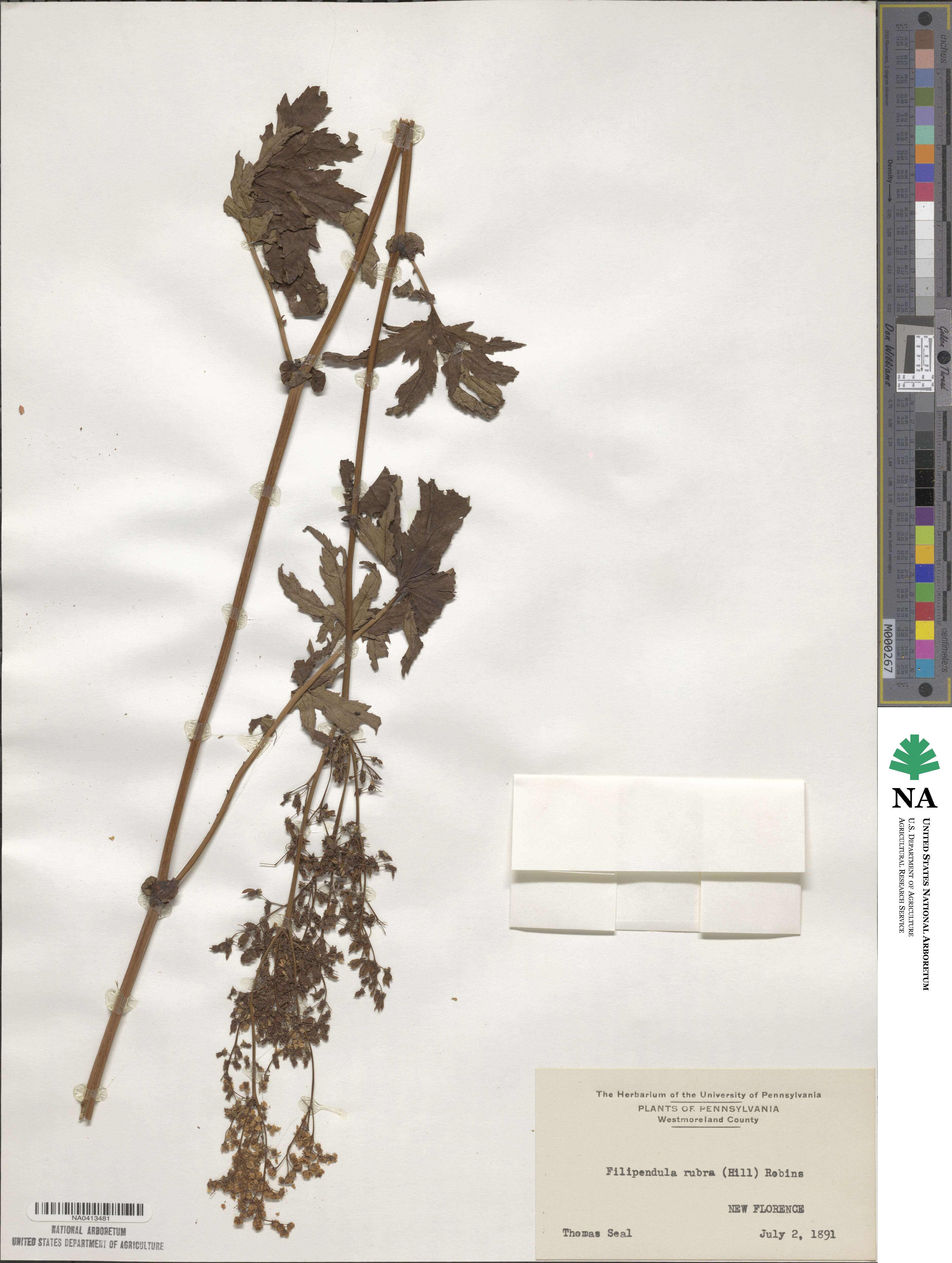 Filipendula rubra image