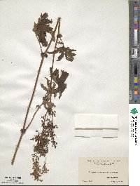 Filipendula rubra image