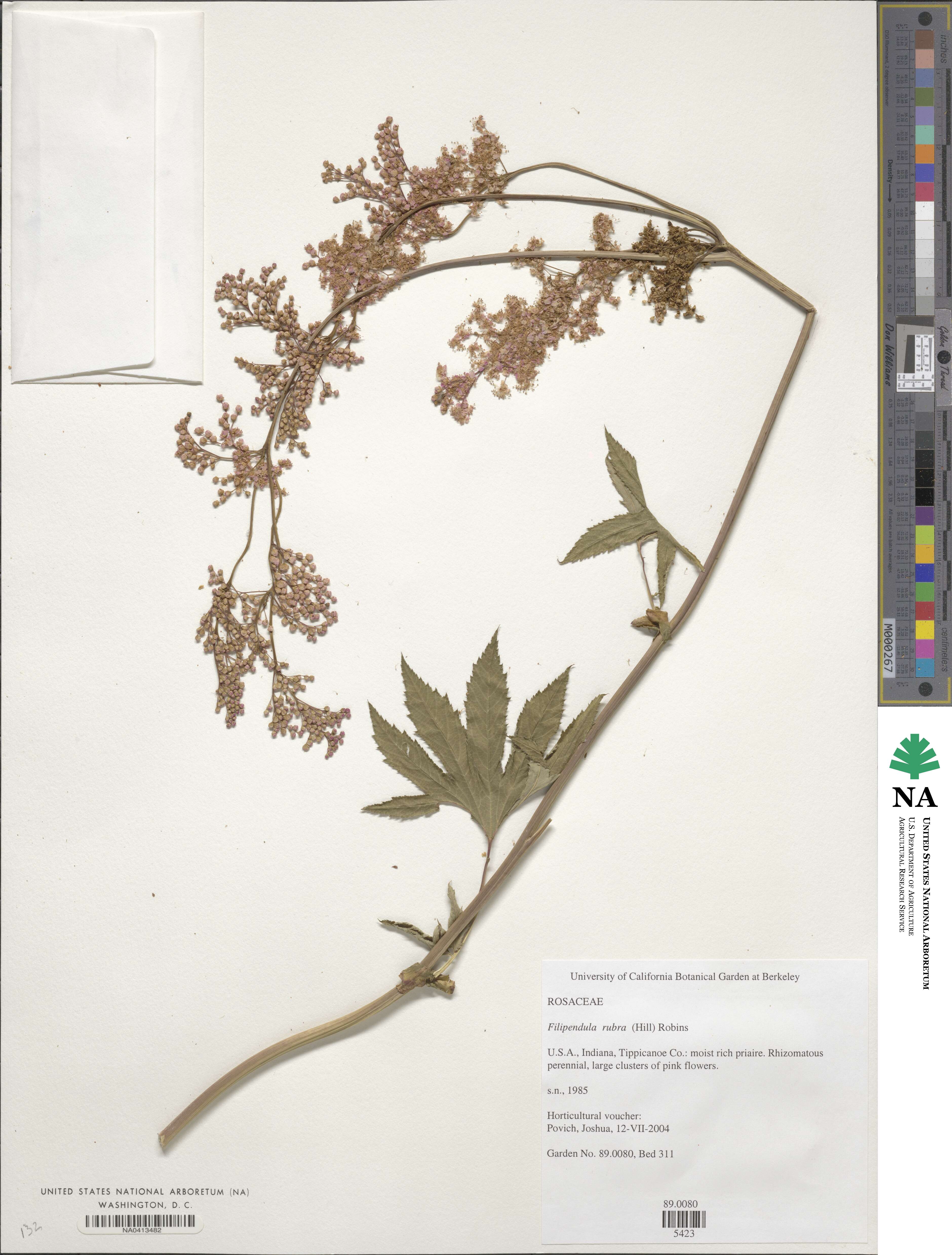 Filipendula rubra image