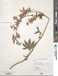 Filipendula rubra image