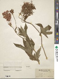 Filipendula rubra image