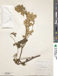 Filipendula ulmaria image