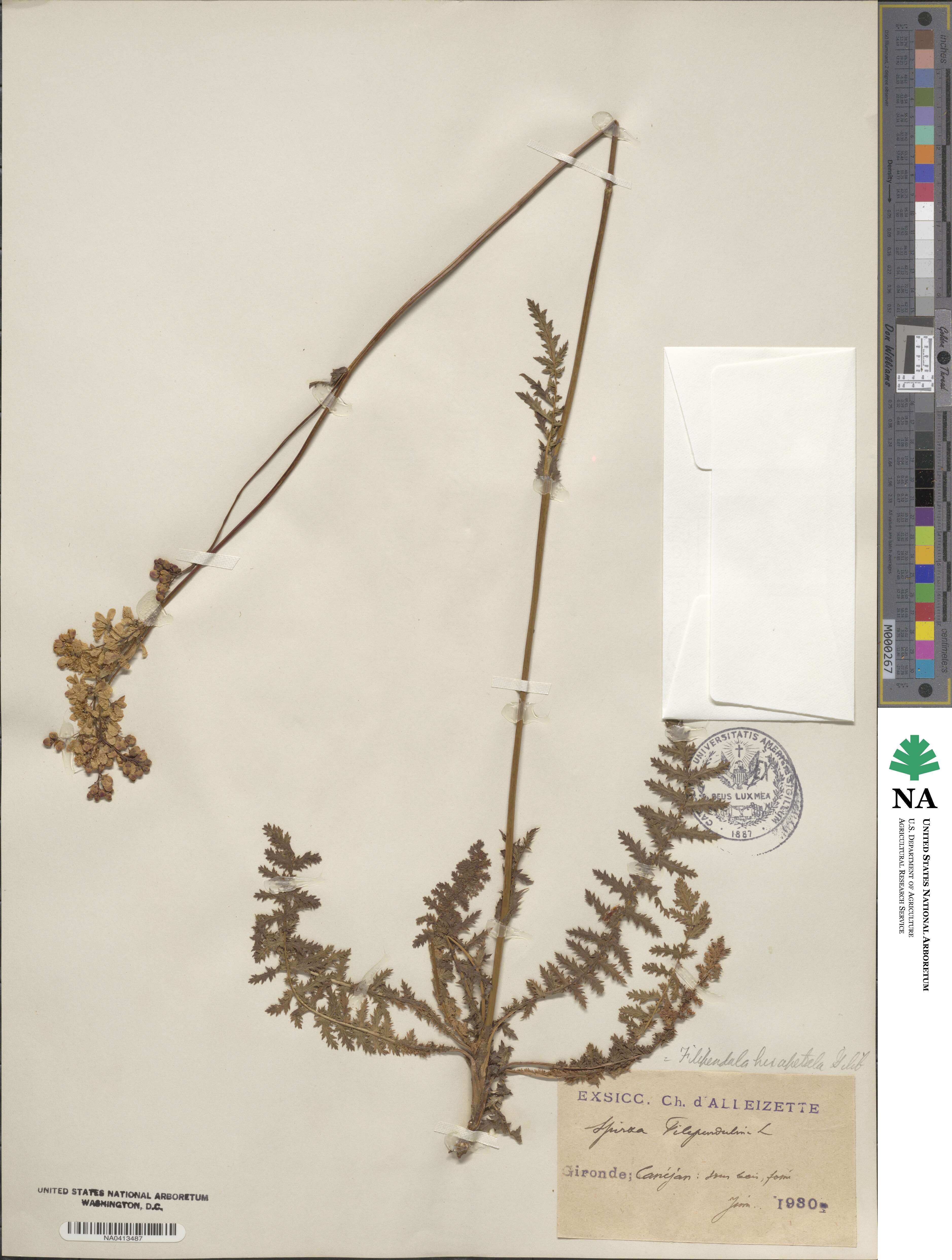 Filipendula vulgaris image
