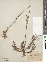 Filipendula vulgaris image