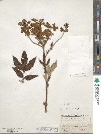 Filipendula ulmaria image