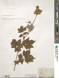 Filipendula ulmaria image