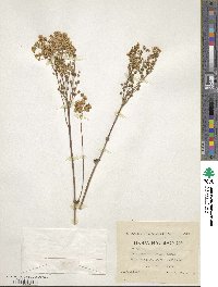 Filipendula ulmaria image