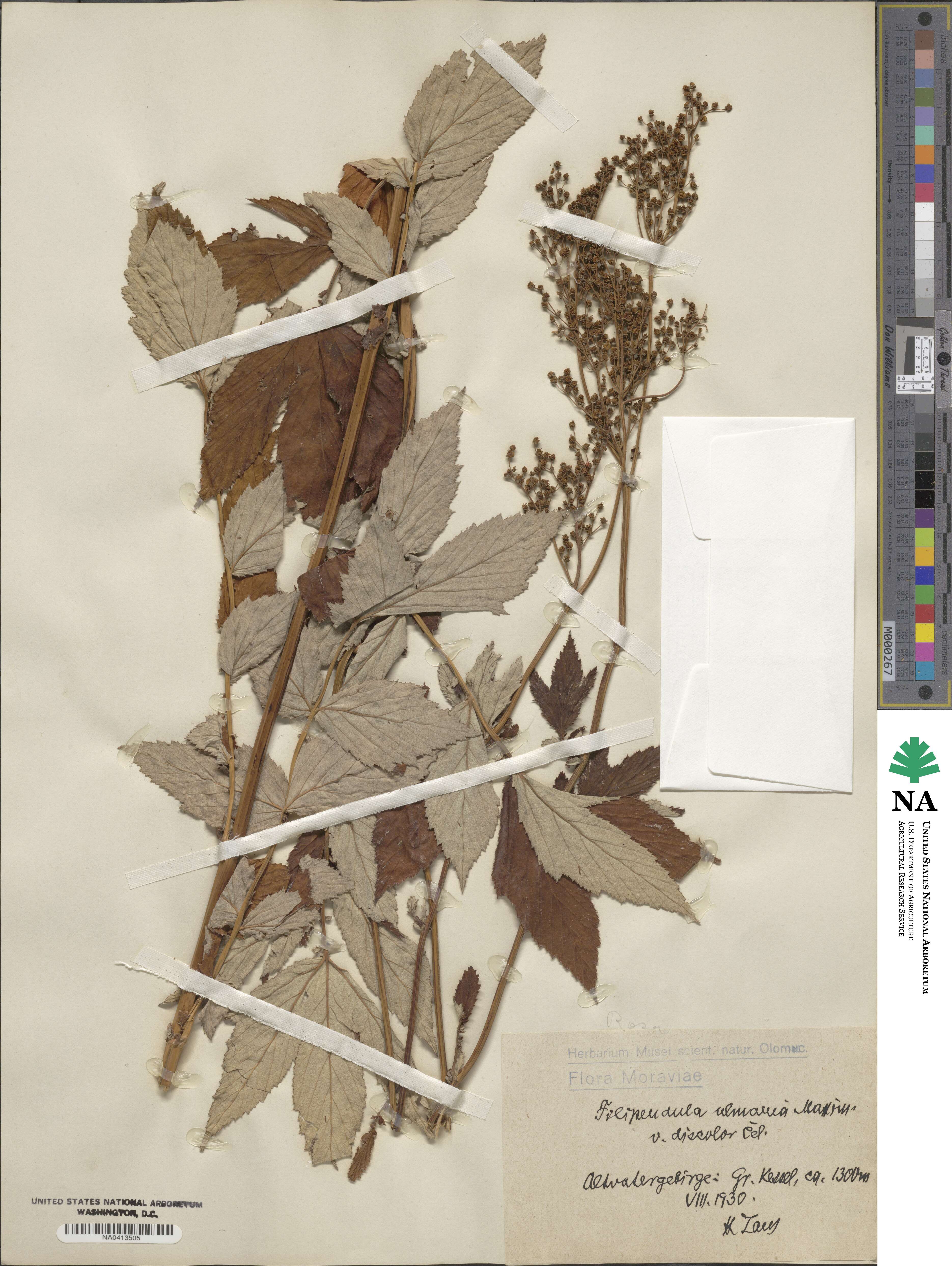 Filipendula ulmaria image