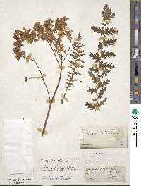 Filipendula vulgaris image