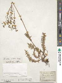 Filipendula vulgaris image