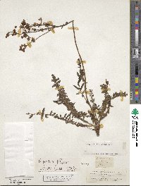 Filipendula vulgaris image