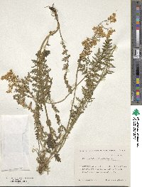 Filipendula vulgaris image