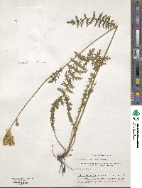 Filipendula vulgaris image