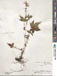 Image of Filipendula multijuga