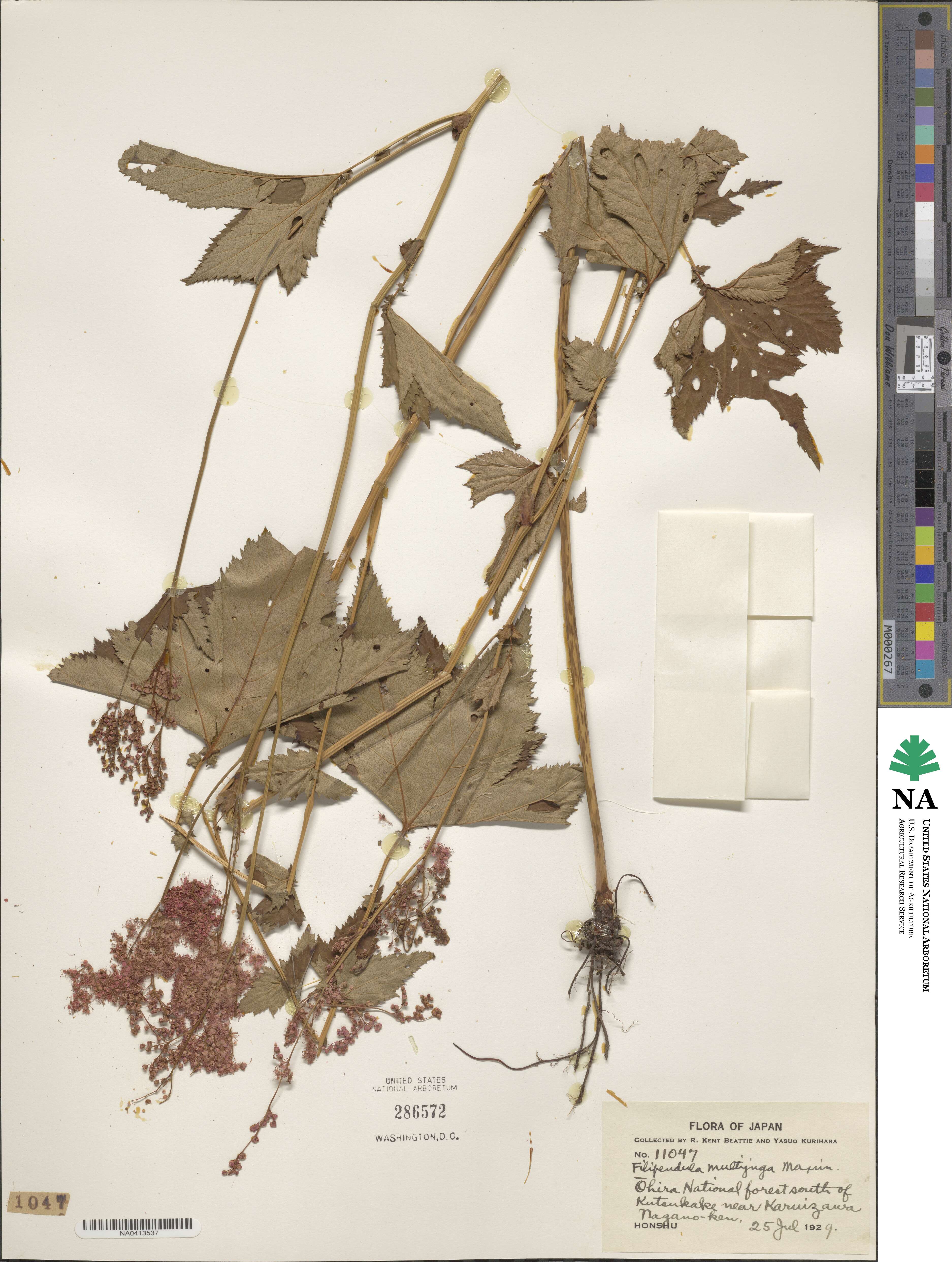 Filipendula multijuga image