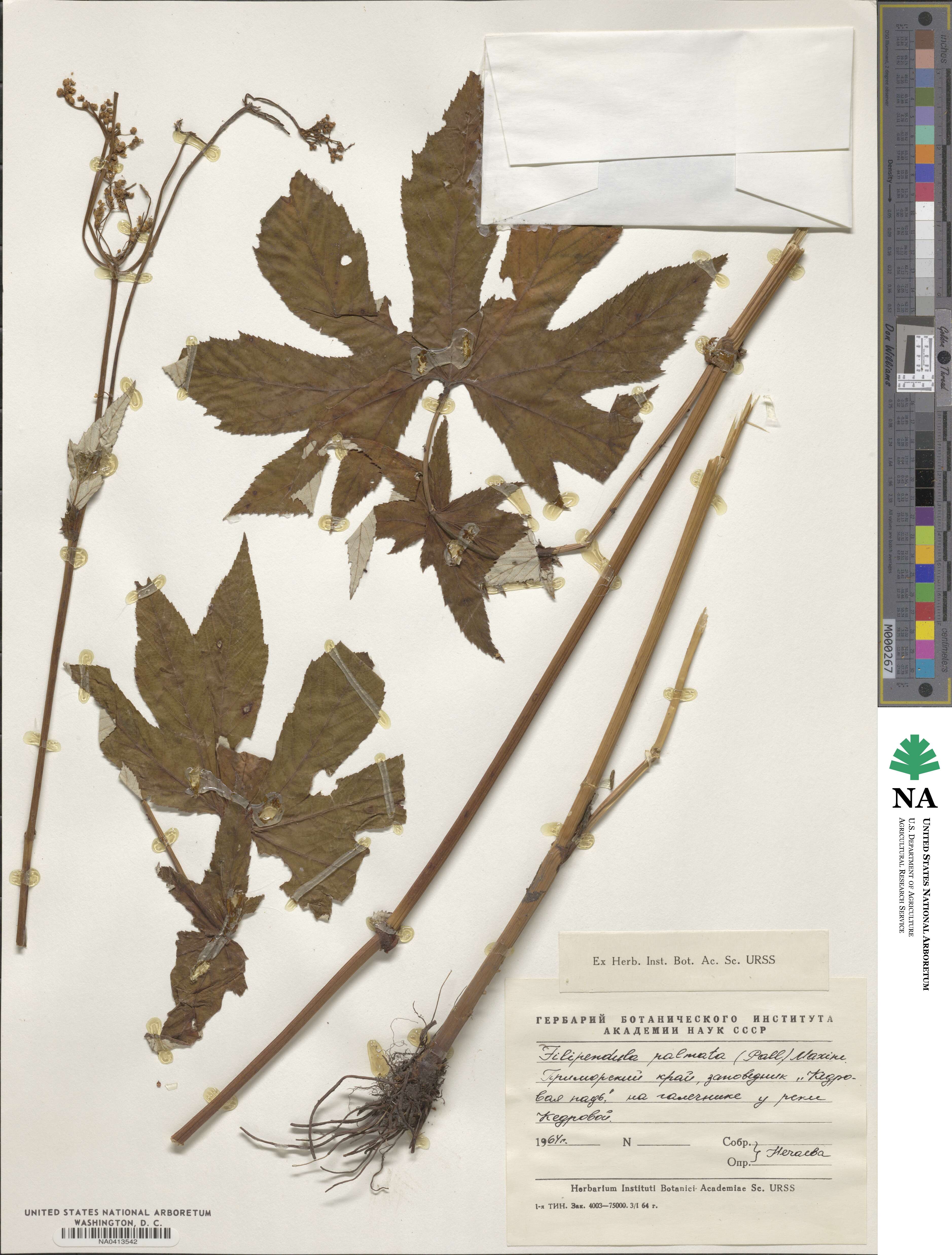 Filipendula palmata image