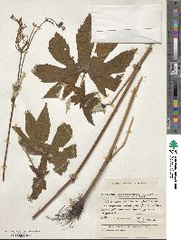 Filipendula palmata image