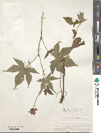 Filipendula glaberrima image