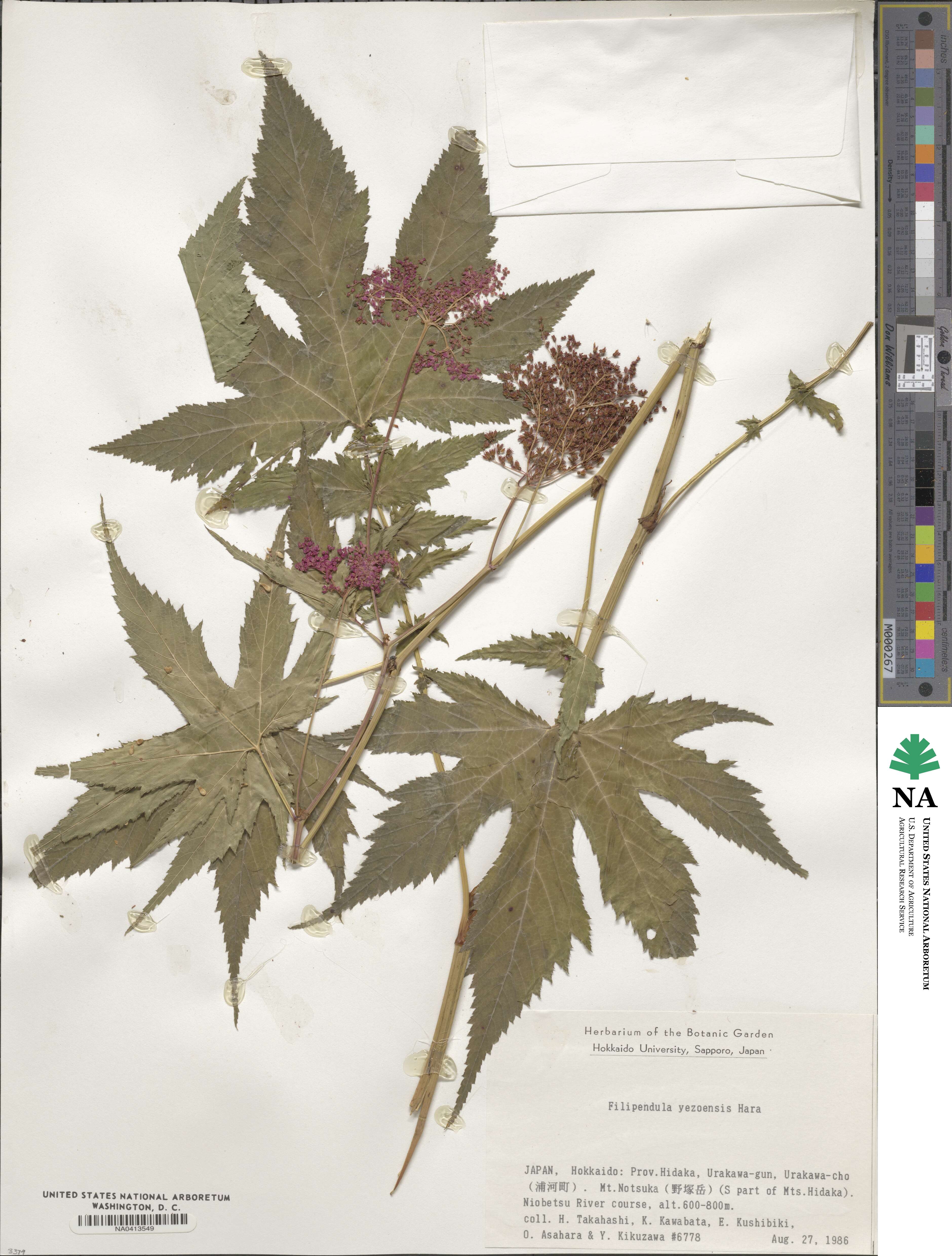 Filipendula glaberrima image