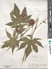 Filipendula glaberrima image