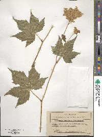 Filipendula glaberrima image