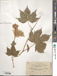 Filipendula glaberrima image