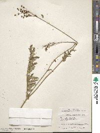 Filipendula vulgaris image