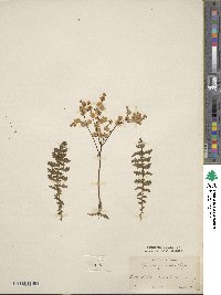 Filipendula vulgaris image