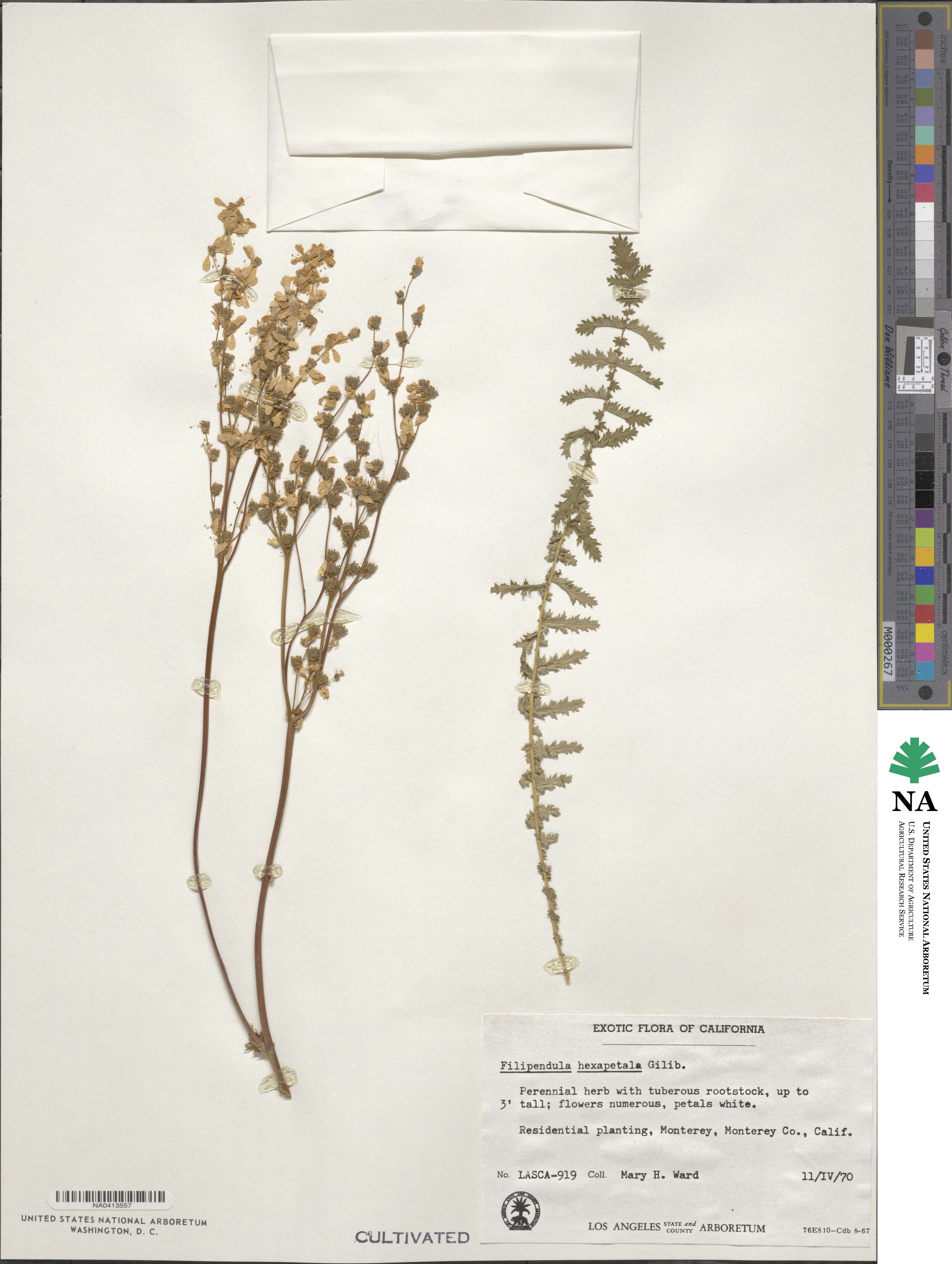 Filipendula vulgaris image