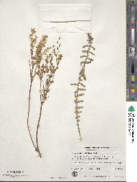 Filipendula vulgaris image