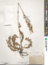 Filipendula vulgaris image